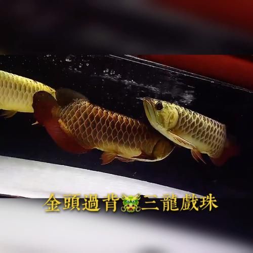 武吉美拉金龍魚有哪些稀有變異類型？，武吉美拉金龍魚變異類型展示