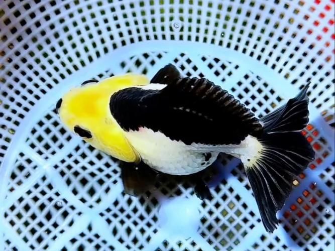 武吉美拉金龍魚有哪些稀有變異類型？，武吉美拉金龍魚變異類型展示
