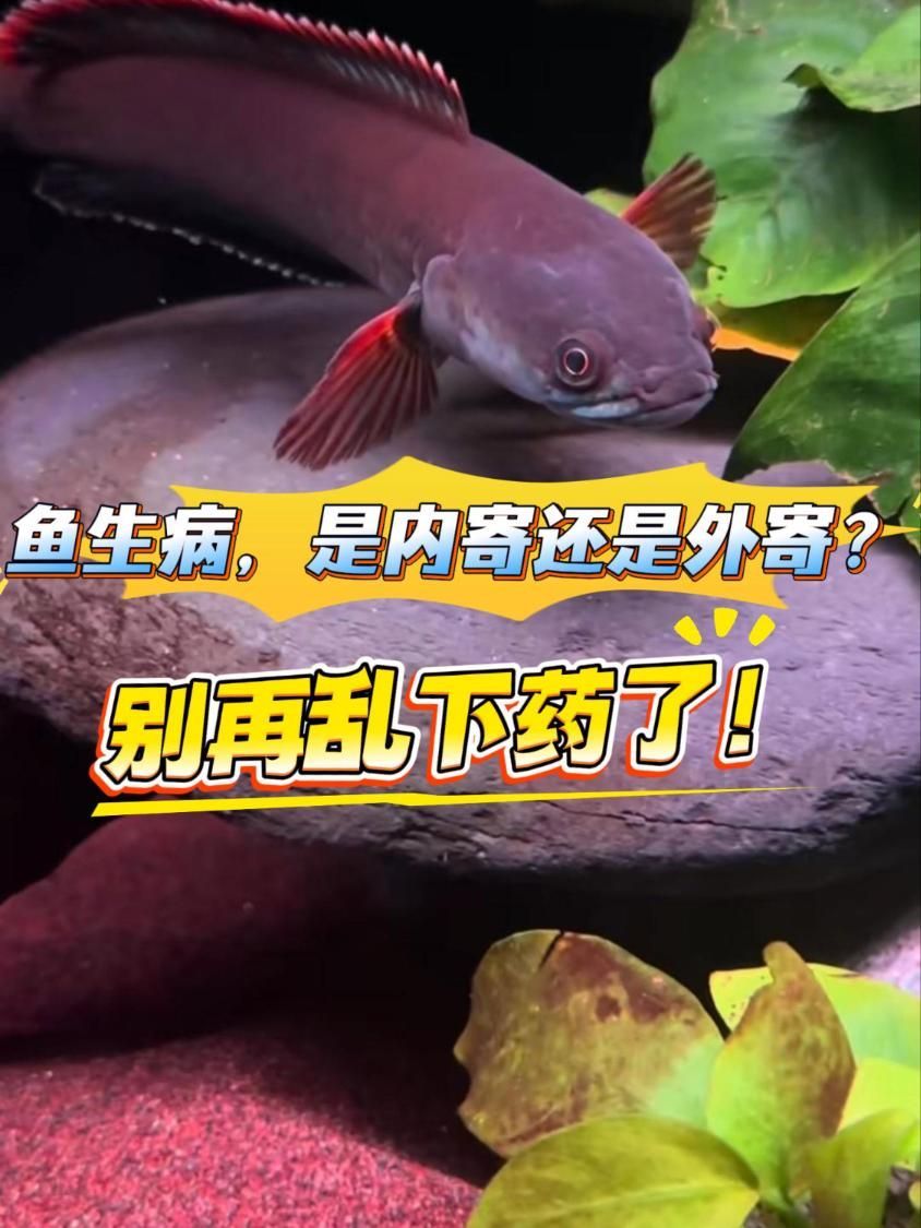外寄對紅龍魚有哪些影響 外寄對紅龍魚有哪些影響 龍魚百科 第2張