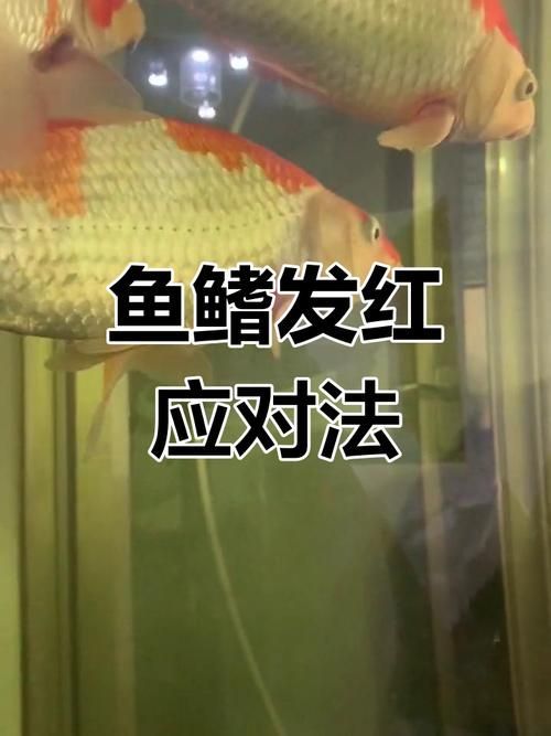 如何判斷魚鰭根部發紅是否嚴重，如何判斷魚鰭發紅