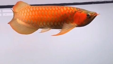 如何預(yù)防龍魚夜間跳缸？，如何防止龍魚夜間跳缸？