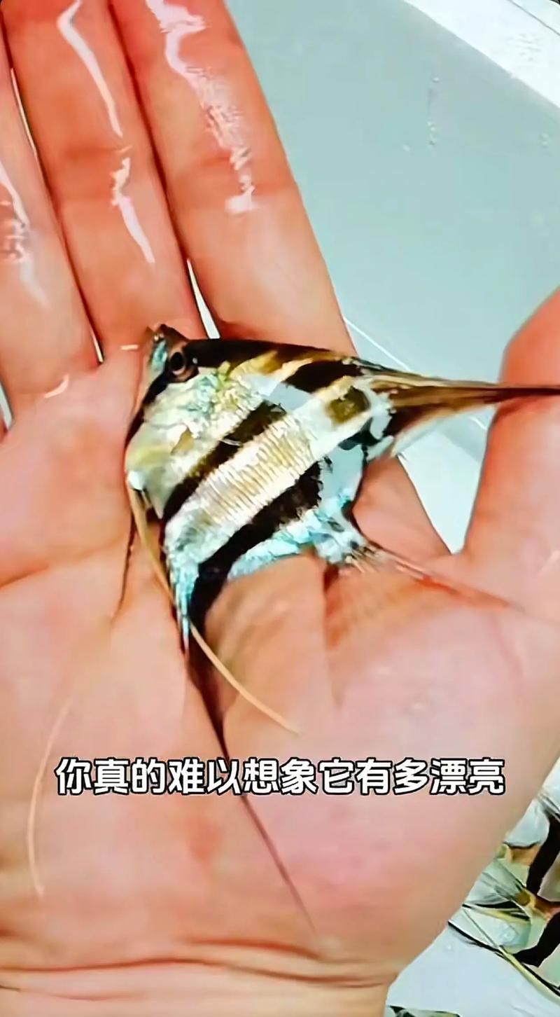七鰭魚與過背金龍區(qū)別，七鰭魚與過背金龍的區(qū)別, 七鰭魚與過背金龍區(qū)別，七鰭魚與過背金龍的區(qū)別, 龍魚百科 第7張