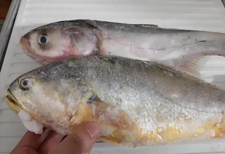解凍后的魚多久不新鮮，解凍后的魚在室溫下放置超過兩小時，其新鮮度會顯著下降 解凍后的魚多久不新鮮，解凍后的魚在室溫下放置超過兩小時，其新鮮度會顯著下降 龍魚百科 第2張