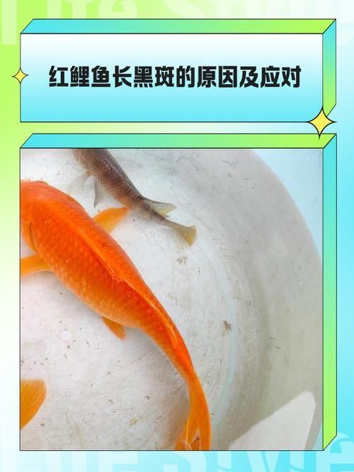 錦鯉魚鱗發紅充血期間如何喂養，錦鯉魚鱗發紅充血期間的喂養 錦鯉魚鱗發紅充血期間如何喂養，錦鯉魚鱗發紅充血期間的喂養 龍魚百科 第3張