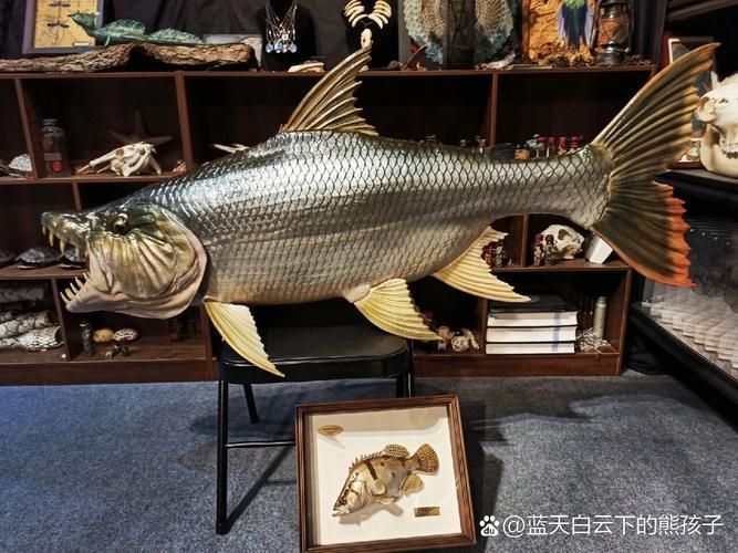 如何區分福虎和異型虎魚？，如何區分福虎和異型虎魚,用戶要求詳解如何區分福虎和異型虎魚