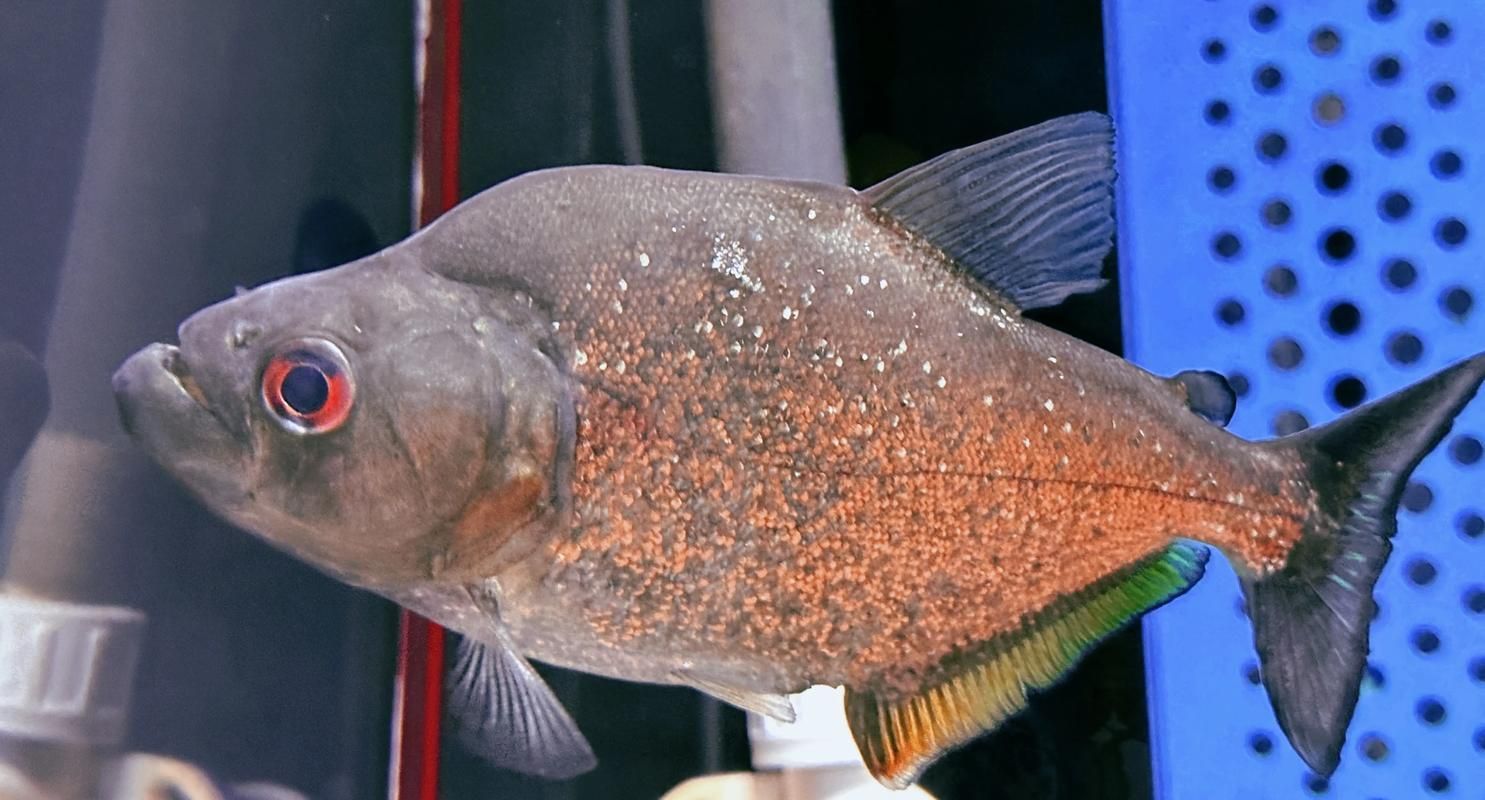 如何區分福虎和異型虎魚？，如何區分福虎和異型虎魚,用戶要求詳解如何區分福虎和異型虎魚