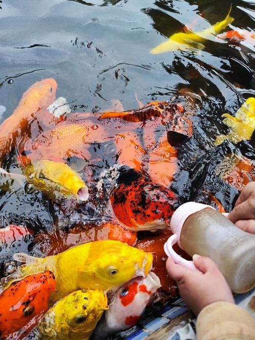 如何改善金魚食欲，如何改善金魚食欲思考完成金魚食欲思考完成
