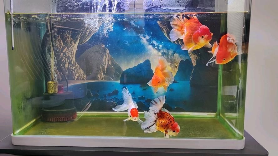 如何改善金魚食欲，如何改善金魚食欲思考完成金魚食欲思考完成