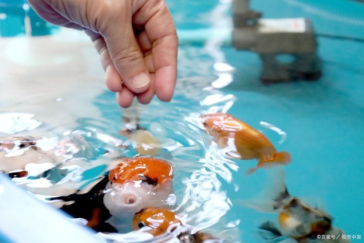 如何改善金魚食欲，如何改善金魚食欲思考完成金魚食欲思考完成