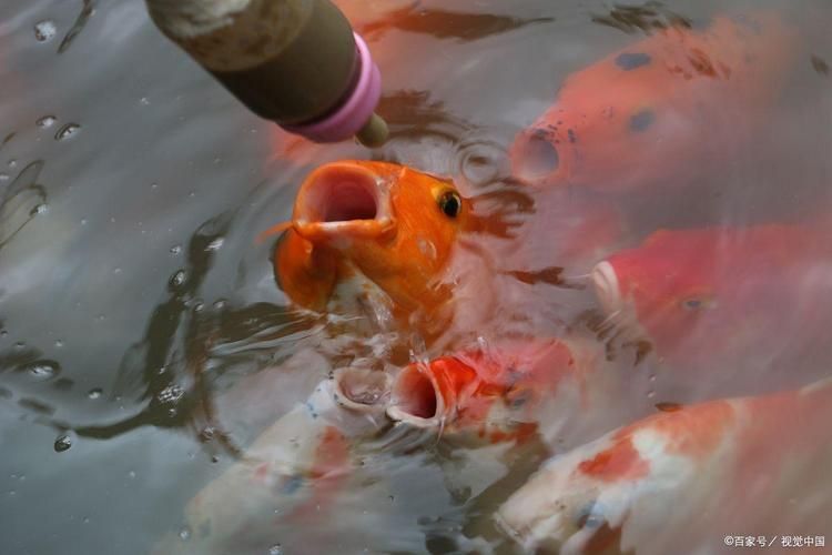 如何改善金魚食欲，如何改善金魚食欲思考完成金魚食欲思考完成
