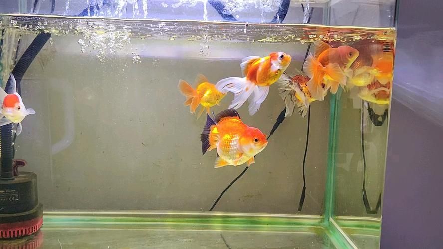 如何改善金魚食欲，如何改善金魚食欲思考完成金魚食欲思考完成