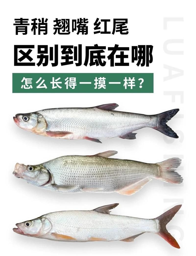 如何區分紅尾魚和翹嘴魚，紅尾魚和翹嘴魚的區別
