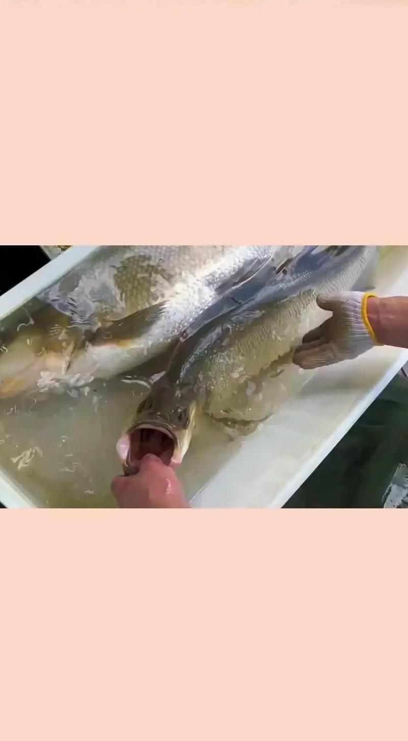如何區分紅尾魚和翹嘴魚，紅尾魚和翹嘴魚的區別