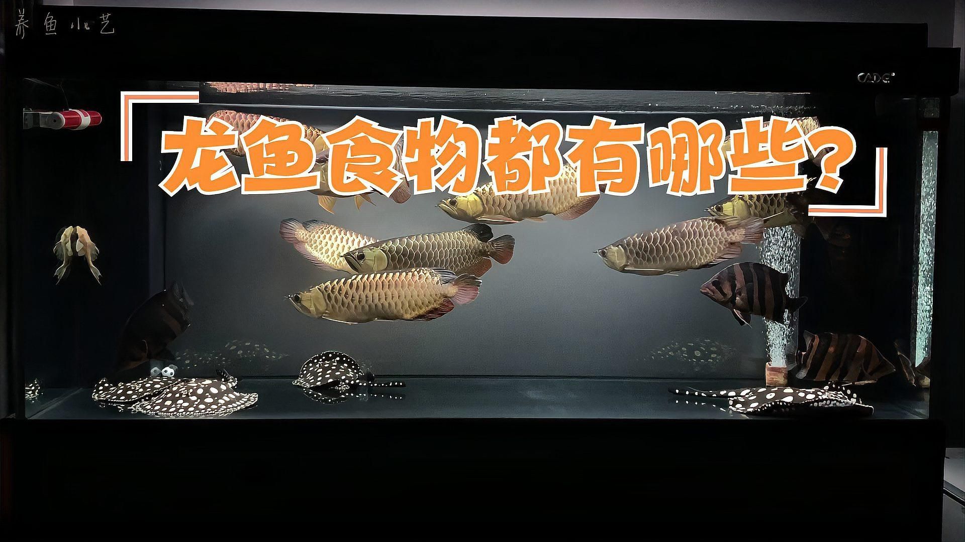 如何讓龍魚改口吃飼料，如何判斷龍魚是否適應飼料