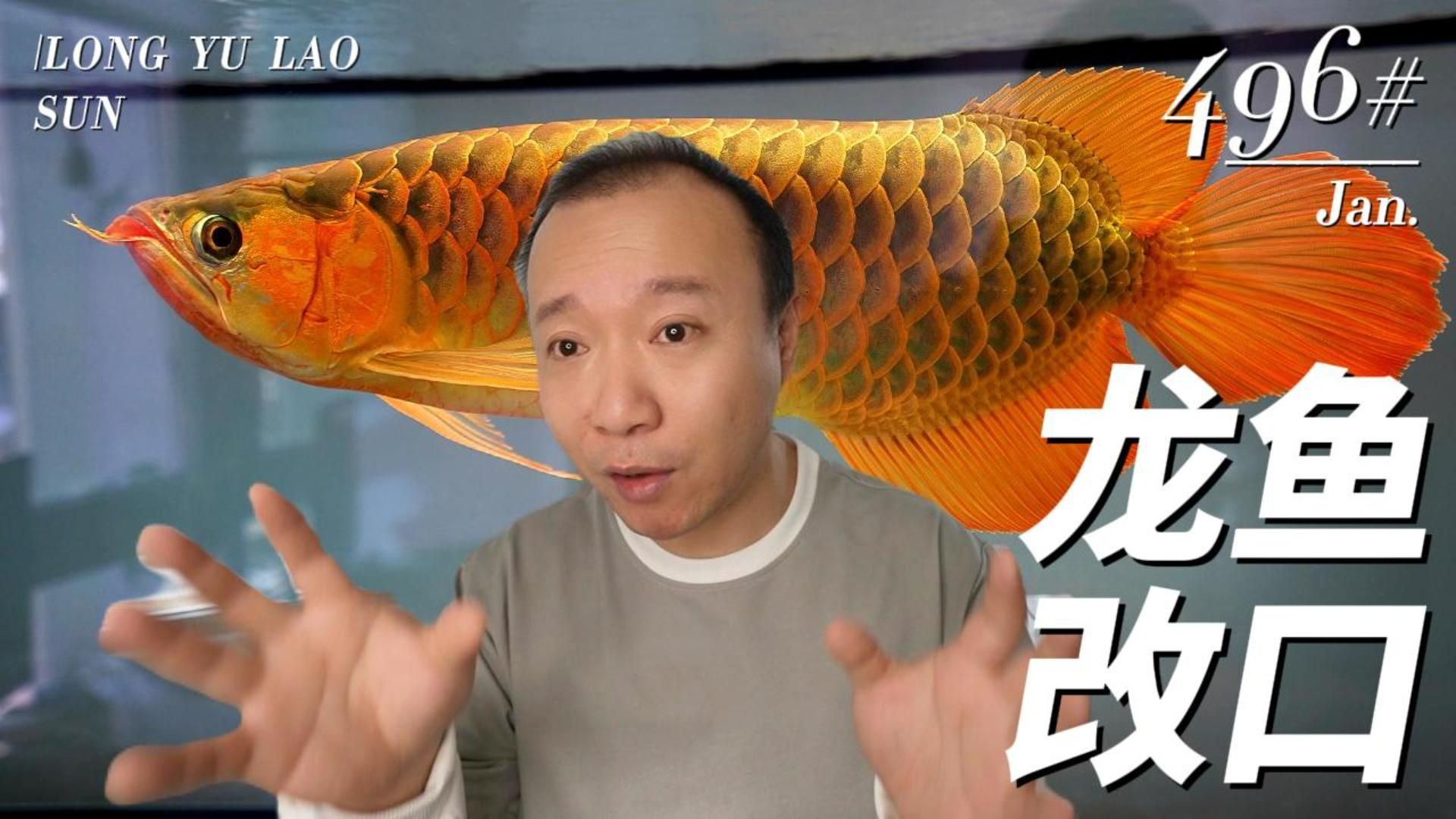 如何讓龍魚改口吃飼料，如何判斷龍魚是否適應飼料