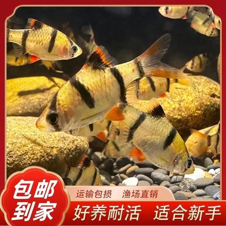 紅龍和虎魚(yú)混養(yǎng)需要多大的魚(yú)缸？，紅龍和虎皮魚(yú)混養(yǎng)需要多大覆蓋