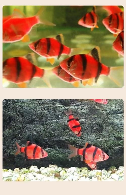 紅龍和虎魚(yú)混養(yǎng)需要多大的魚(yú)缸？，紅龍和虎皮魚(yú)混養(yǎng)需要多大覆蓋