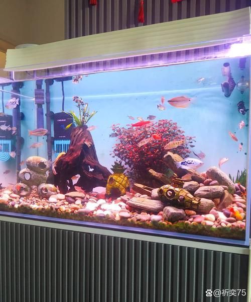 紅龍和虎魚(yú)混養(yǎng)需要多大的魚(yú)缸？，紅龍和虎皮魚(yú)混養(yǎng)需要多大覆蓋