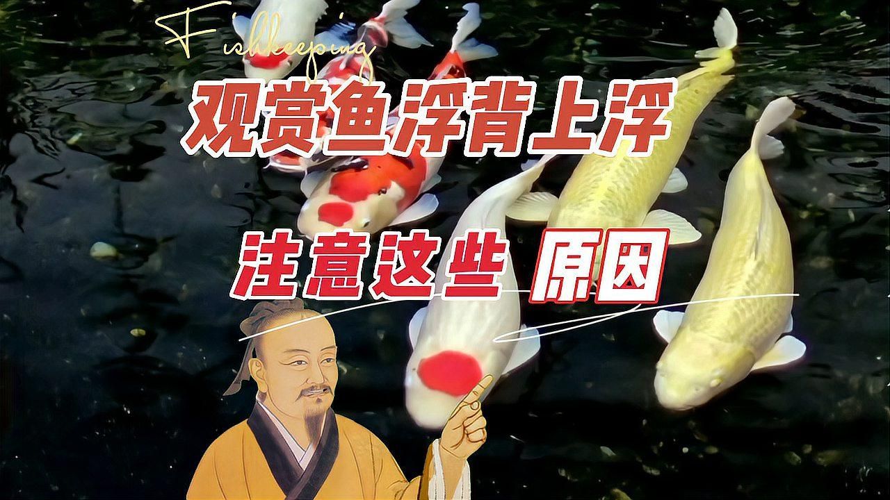 龍魚浮背會(huì)自愈嗎，龍魚浮背會(huì)自愈嗎，