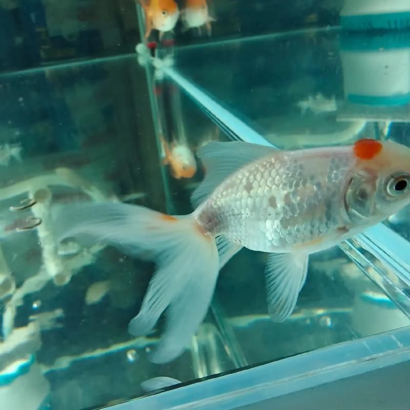 如何預防金龍魚掉鱗片感染