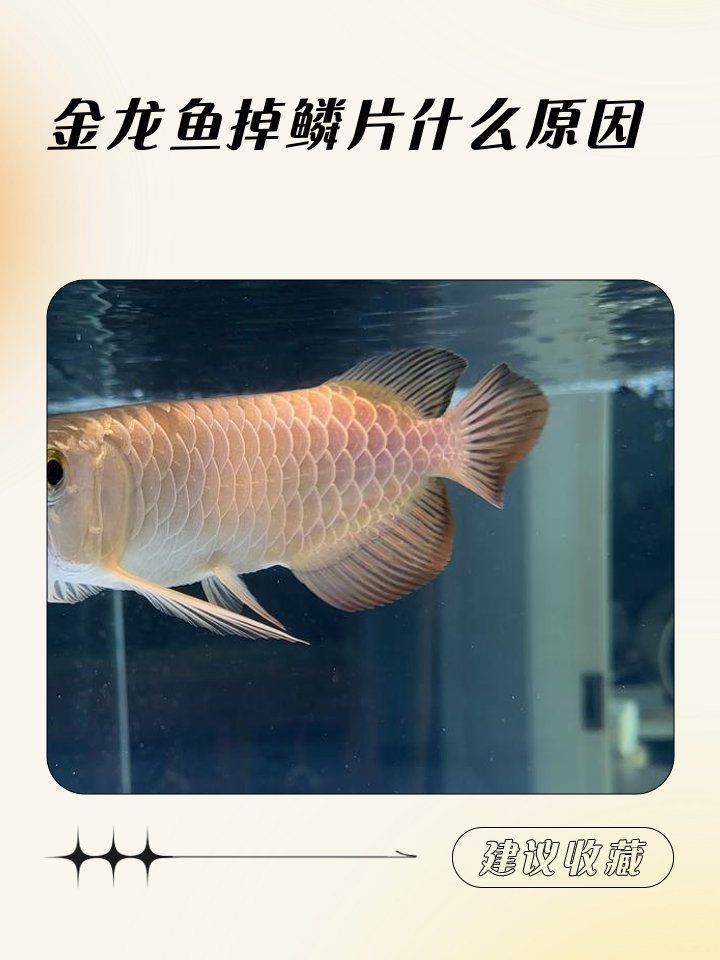如何預防金龍魚掉鱗片感染