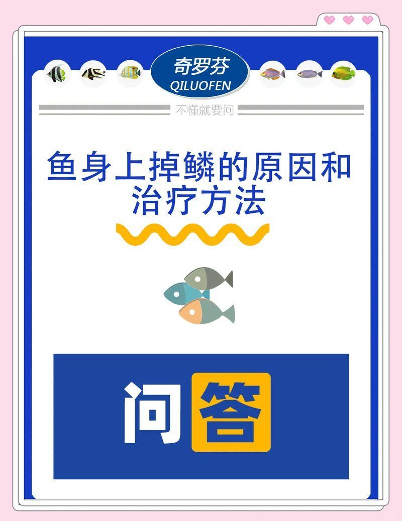 如何預防金龍魚掉鱗片感染