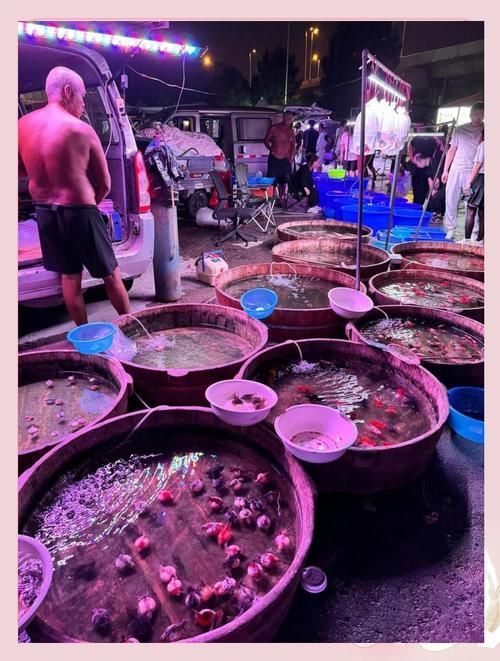 天津中環花鳥魚蟲市場龍魚批發價格如何？，天津中環花鳥魚蟲市場龍魚批發價格1000字詳解