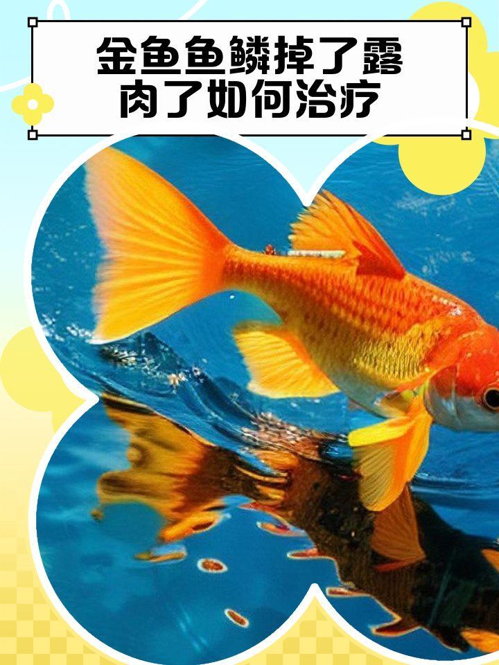 金魚掉鱗后如何護理，金魚掉鱗后的護理 金魚掉鱗后如何護理，金魚掉鱗后的護理 龍魚百科 第2張