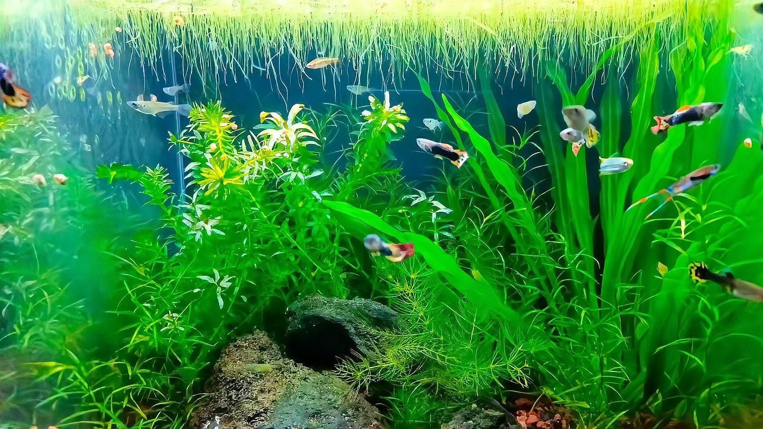 龍魚突然死亡有哪些可能原因？
