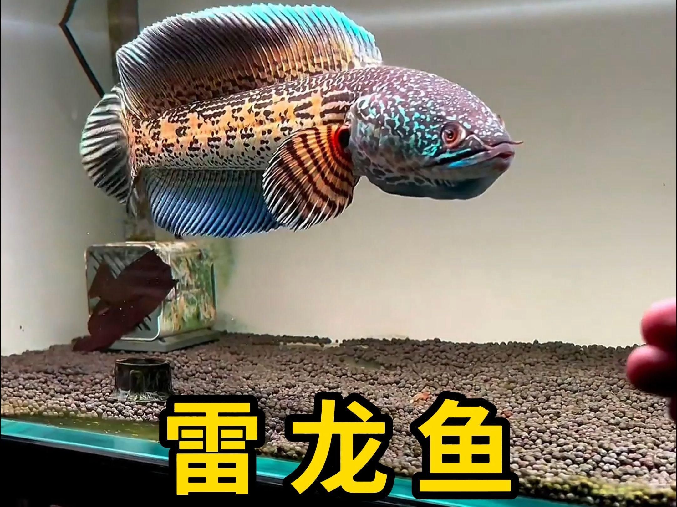 還有哪些魚與雷龍魚性格相近，哪些魚與雷龍魚性格相近？ 還有哪些魚與雷龍魚性格相近，哪些魚與雷龍魚性格相近？ 龍魚百科