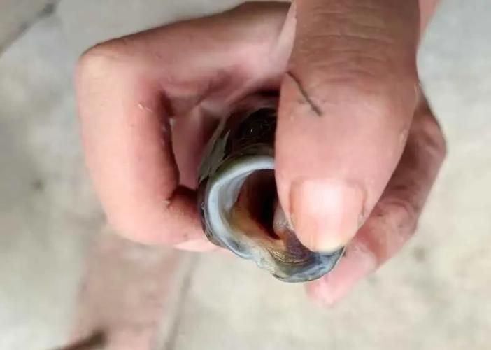 魚鱗變紅滲血后如何護理，觀賞魚鱗變紅滲血后如何護理魚鱗變紅滲血后如何護理 魚鱗變紅滲血后如何護理，觀賞魚鱗變紅滲血后如何護理魚鱗變紅滲血后如何護理 龍魚百科 第1張