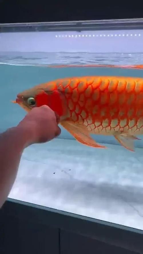 紅龍魚哪個品牌最有收藏價值？，紅龍魚哪個品牌最有收藏價值，