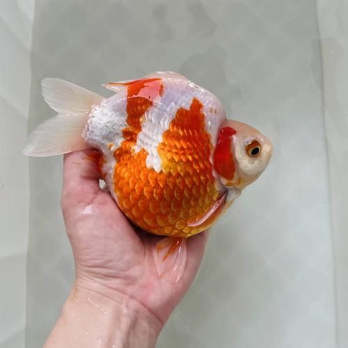 大日玉鯖的養殖方法，大日玉鯖養殖方法詳解