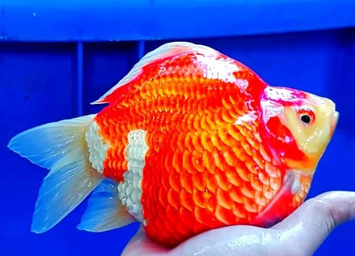 大日玉鯖的養殖方法，大日玉鯖養殖方法詳解