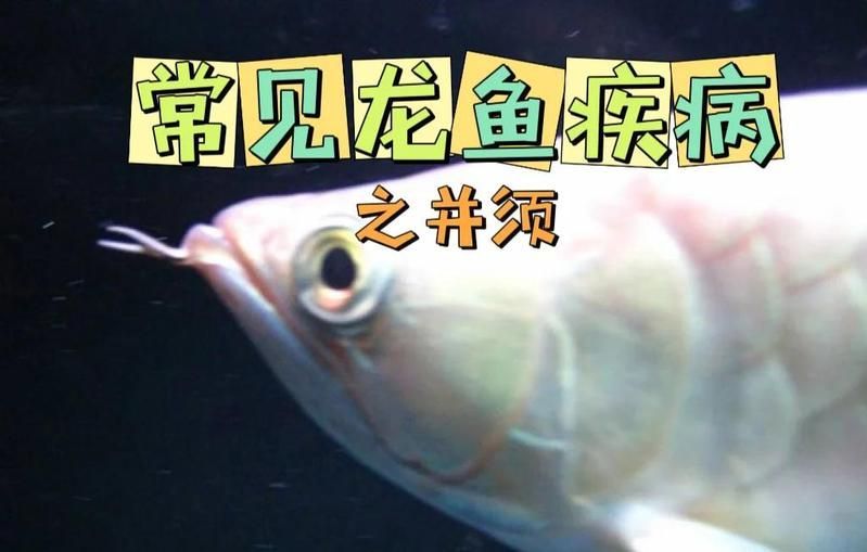 龍魚須斷后多久會完全恢復，龍魚胡須斷后多久會完全恢復 龍魚須斷后多久會完全恢復，龍魚胡須斷后多久會完全恢復 龍魚百科 第1張