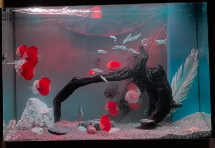 養(yǎng)龍魚需要哪些配套設(shè)施，養(yǎng)龍魚的配套設(shè)施