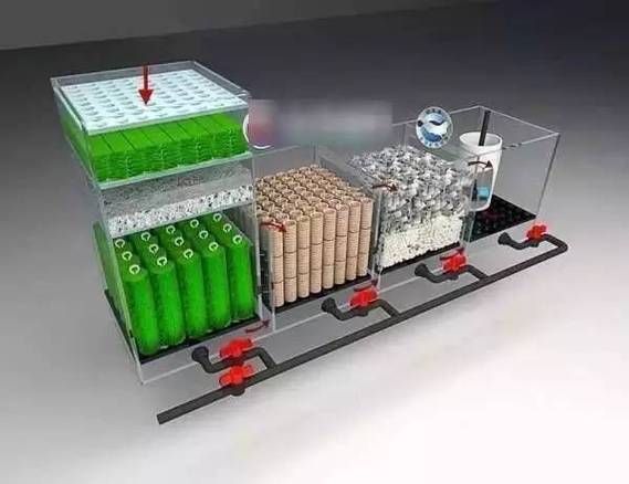 養(yǎng)龍魚需要哪些配套設(shè)施，養(yǎng)龍魚的配套設(shè)施