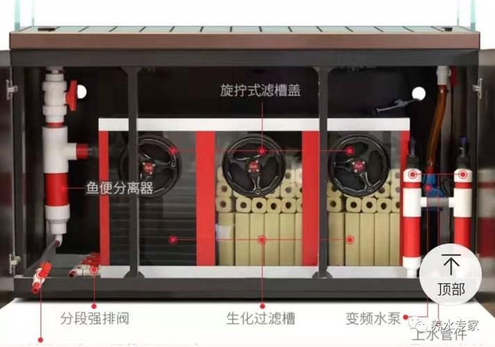 養(yǎng)龍魚需要哪些配套設(shè)施，養(yǎng)龍魚的配套設(shè)施