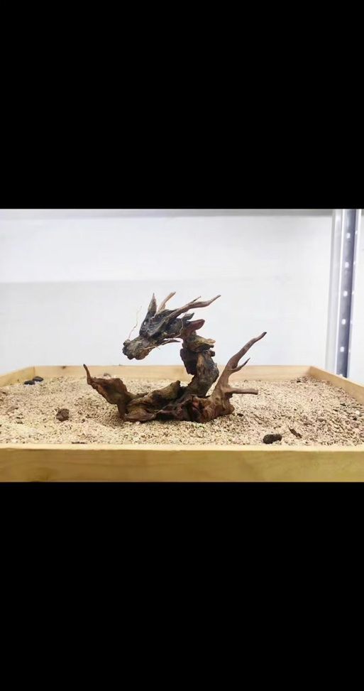 養(yǎng)龍魚需要哪些配套設(shè)施，養(yǎng)龍魚的配套設(shè)施