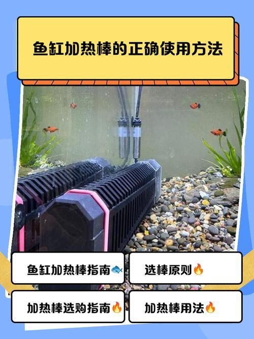 養(yǎng)龍魚需要哪些配套設(shè)施，養(yǎng)龍魚的配套設(shè)施