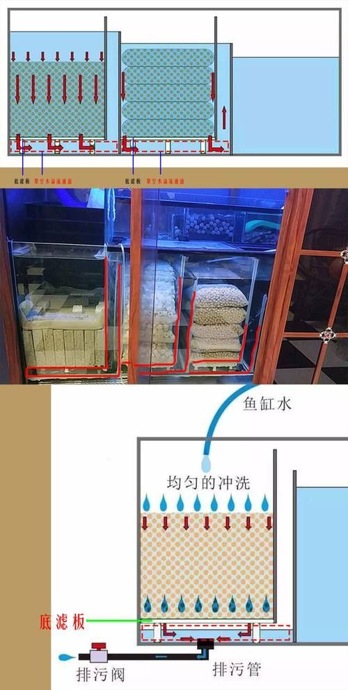 養(yǎng)龍魚需要哪些配套設(shè)施，養(yǎng)龍魚的配套設(shè)施