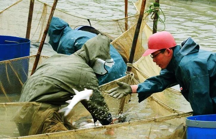 還有哪些鶴山龍魚吃法？，鶴山龍魚的吃法