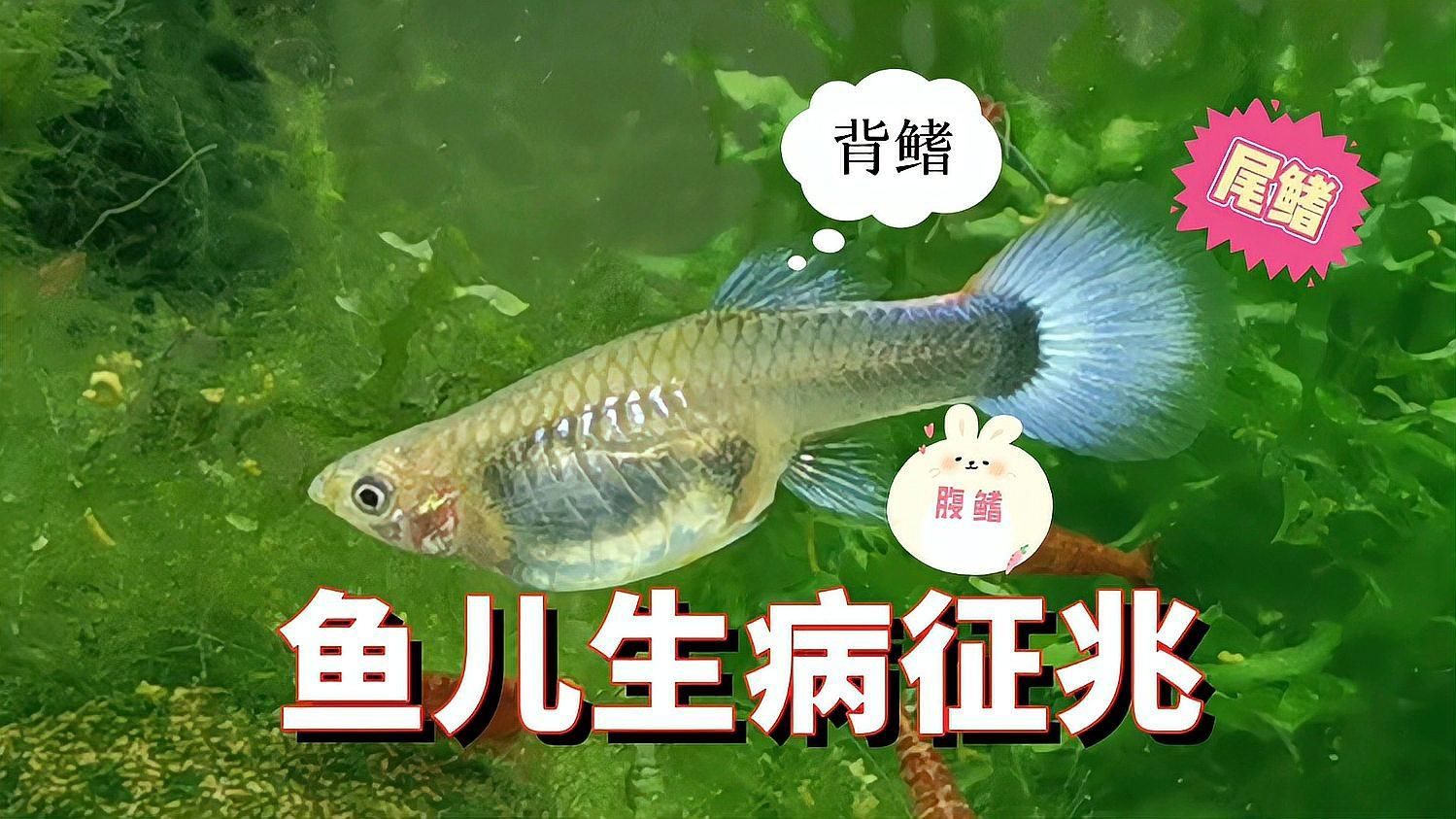 如何判斷魚是否需要用藥，如何判斷魚是否需要用藥，魚是否需要用藥