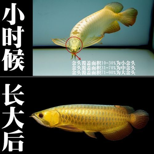 古典龍魚(yú)的價(jià)格范圍是多少，古典龍魚(yú)價(jià)格范圍是多少