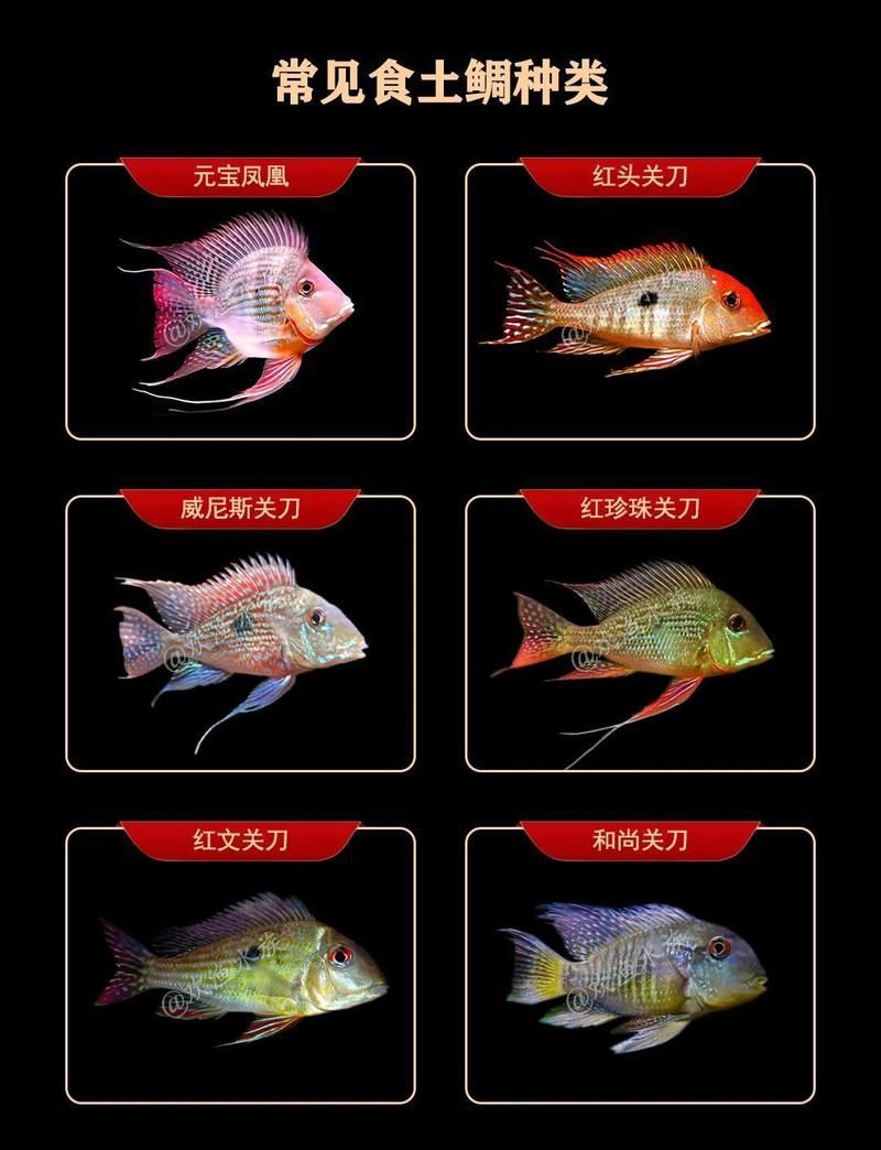 元寶鳳凰魚，元寶鳳凰魚的飼養管理
