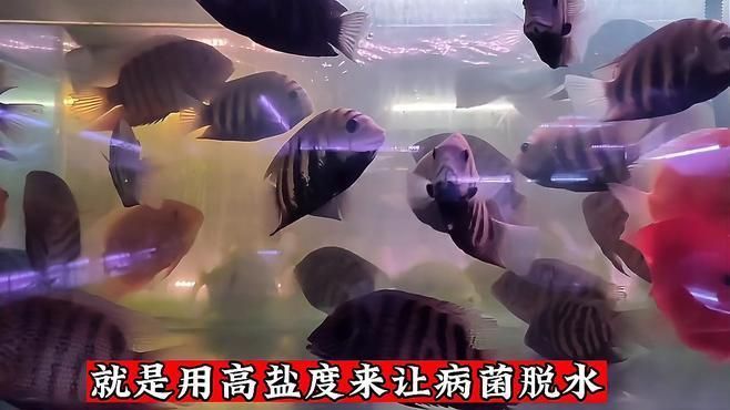 如何搭配魚缸殺菌消毒的步驟，魚缸殺菌消毒步驟