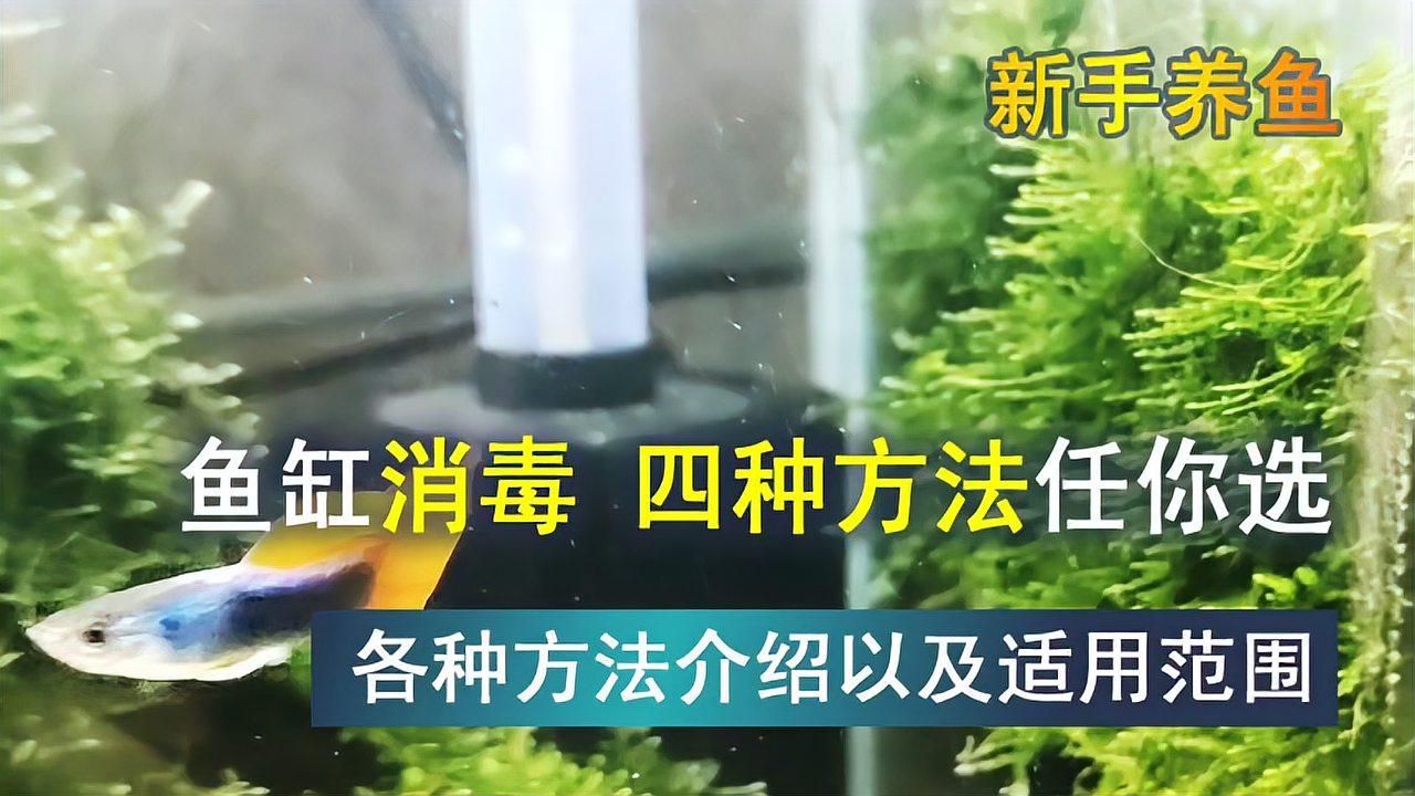 如何搭配魚缸殺菌消毒的步驟，魚缸殺菌消毒步驟