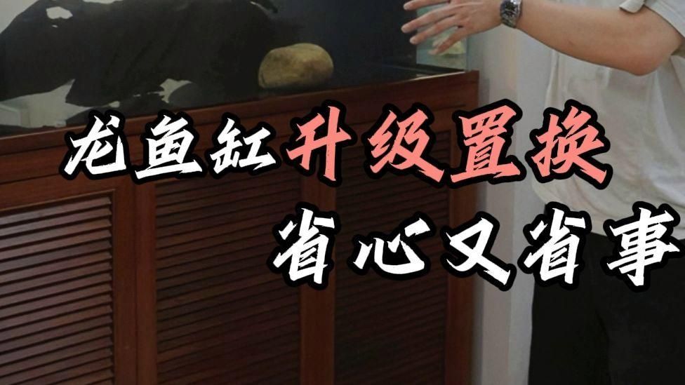 能否給出龍魚換缸的具體步驟，龍魚換缸后，龍魚換缸是一個(gè)需要謹(jǐn)慎操作的詳細(xì)過(guò)程