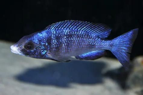 馬拉莫寶石魚，馬拉莫寶石魚是什么魚 馬拉莫寶石魚，馬拉莫寶石魚是什么魚 龍魚百科 第5張