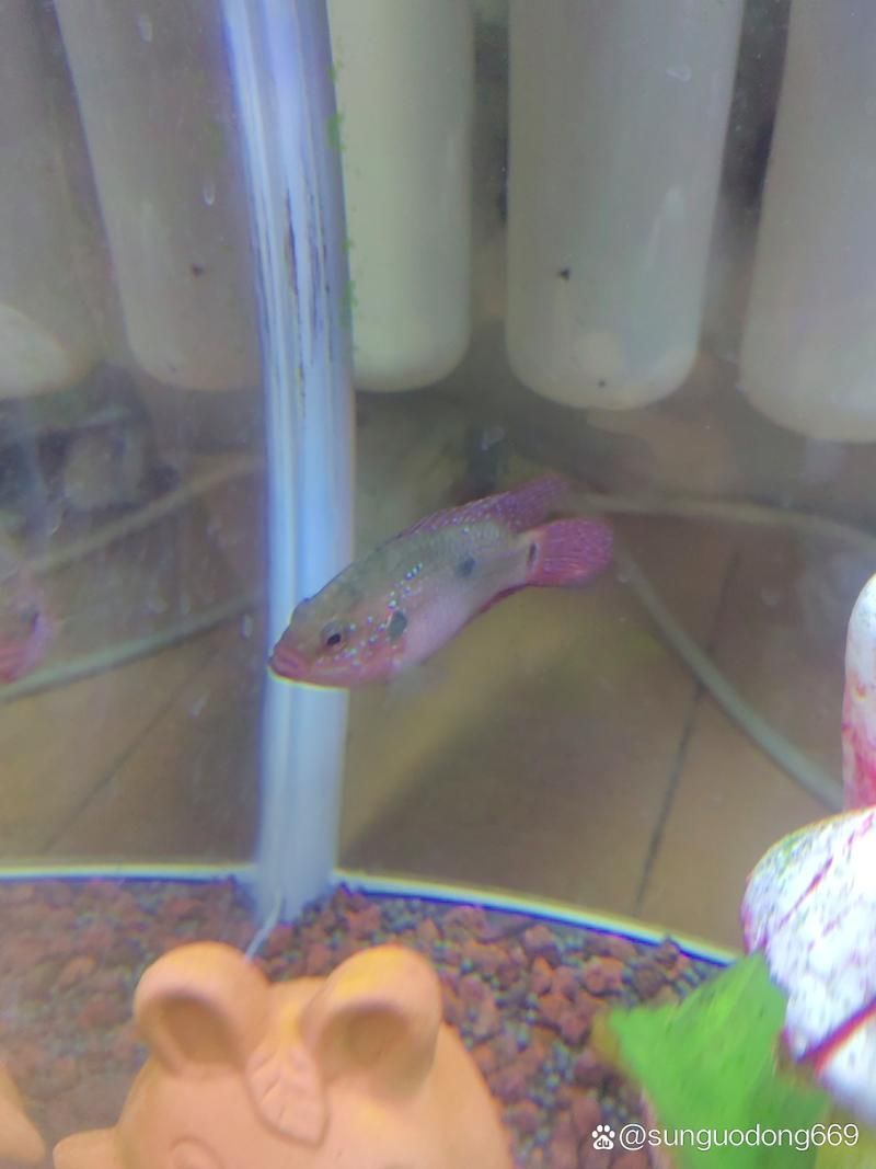 馬拉莫寶石魚，馬拉莫寶石魚是什么魚 馬拉莫寶石魚，馬拉莫寶石魚是什么魚 龍魚百科 第7張